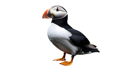 Naklejka premium Atlantic Puffin Bird, in Transparent PNG Background, Wallpaper, Cover and Screen for Smartphone, PC, Laptop, Transparent PNG.