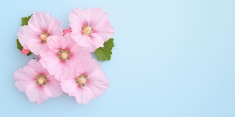 Pink flowers with green leaves on a soft blue background.