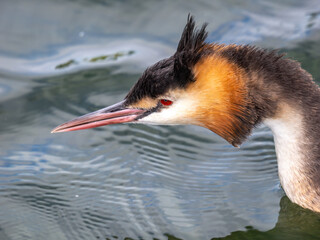 Closeup of a crested grebe, Rapperswil, St. Gallen, Switzerland