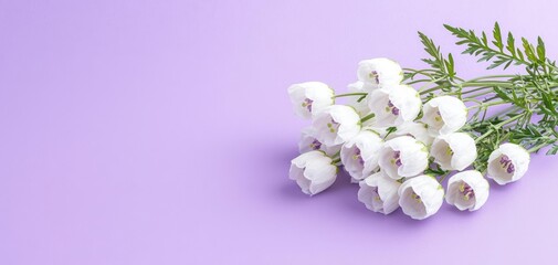 White flowers arranged beautifully on a purple background.