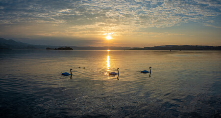 Three swams crossing under the sunset in front the  Lutzelau and Ufenau islands, Lower Zurich Lake (Untersee) between Rapperswil and Freienbach, Switzerland