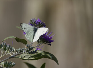 close-up of a Pieris rapae, white butterfly on purple flowers, white butterfly on lilac petals,...
