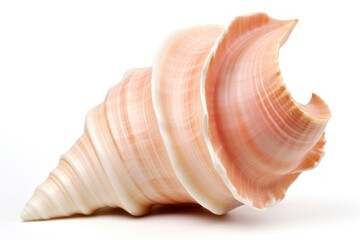 Conch seashell seafood animal.