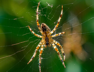 Closeup of a European Garden Spider (Araneus diadematus) in a park in Hurden, Schwyz, Switzerland