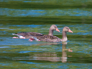 A Greylag geese (Anser anser) couple swimming on the waters of the Upper Zurich Lake (Obersee), Rapperswil, St. Gallen, Switzerland