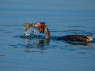 Crested grebe with a caught fish emerging with a splash from the waters of the Upper Zurich Lake...