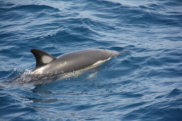 Naklejka premium Delfines jugando en la superficie del mar