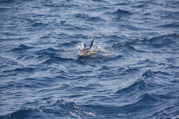 Fototapeta premium Delfines jugando en la superficie del mar