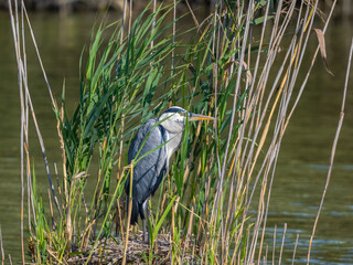 A grey heron (ardea cinerea) among the reeds of the upper Zurich Lake (Obersee), St. Gallen, Switzerland