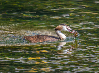 A crested grebe (podiceps cristatus) with a fresh caugh fish, Upper Zurich Lake (Obersee), Rapperswil, St. Gallen, Switzerland