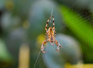 A European Garden Spider (Araneus diadematus) rebuilding its broken web in a park in Hurden, Schwyz, Switzerland