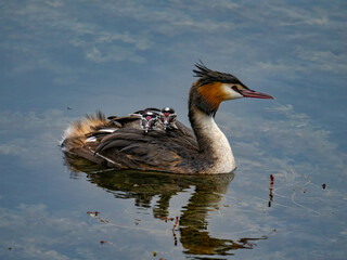 A crested grebe with two new born chicks in its back, Rapperswil, St. Gallen, Switzerland
