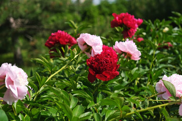 Pink peony growing, blurred leaves background. Gently fresh flower bush. Gardening, landscaping. Plant Nurse Ad. Backdrop for product promote. Flower shop. Green home garden. Landscape design. Path