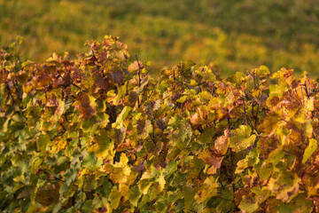 Autumn vineyard landscape. Palava vineyards and grapes in the evening light.