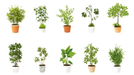 Obraz premium Collection of Houseplants in Flowerpots on a Transparent Background Generative AI