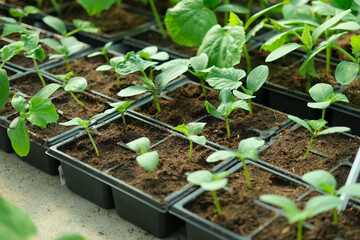 Young cucumber seedlings growing in plastic pots, containers. Gardening concept. Seedling ready to be planted in ground from garden tray. Young sprouts. Growing from seeds. Healthy food production.