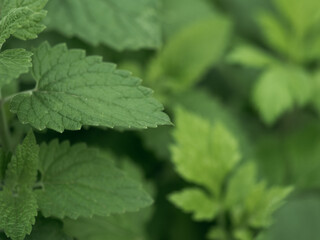 Lemon balm and Mint growing abundant in a garden bed. Mentha Fresh leaves background Closeup Top view. Plant Organic Ingredient for lemonade, mojito. Herbs for brewing beautiful aromatic medicinal tea