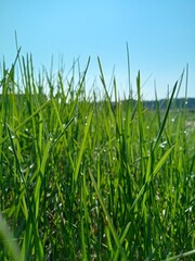 Obraz premium Spring 