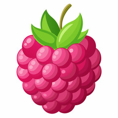 raspberry vector illustration 