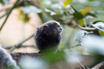 Marmoset