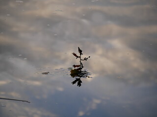 Small plant in the pond