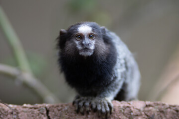Marmoset looking