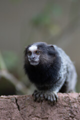 Black White Marmoset