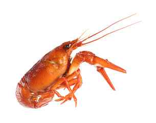 One red crayfish isolated on white. Sea food