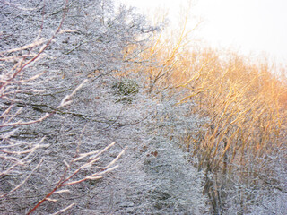 Frozen trees in a city park in winter. Dark branches are covered with white frost - tree branches covered with snow are beautifully illuminated by the sun.