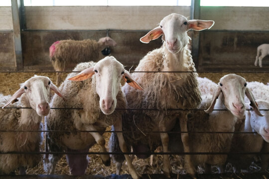 A group of sheep are confined in a pen, standing closely next to each other as they graze on hay. The animals are docile and appear well-cared for in this indoor environment.