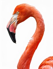 フラミンゴ（Flamingo on white background）
