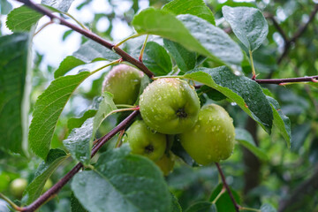 Green apples on their tree, wet from heavy rain.