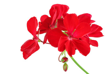 Red flowers of geranium isolated on white background.