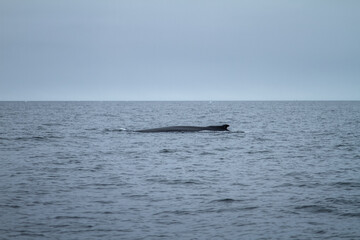 Fototapeta premium Breathtaking Humpback Whale in Arctic Waters