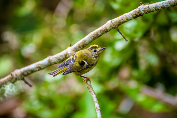 A view of a brightly coloured Goldcrest bird in Furnas on the island of San Miguel in the Azores in...