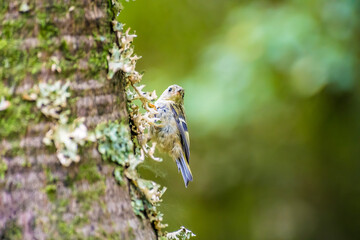 A view of a Goldcrest bird climbing a tree in Furnas on the island of San Miguel in the Azores in summertime