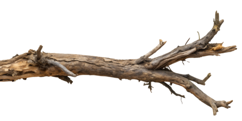 Old dead tree branch isolated on transparent background PNG file