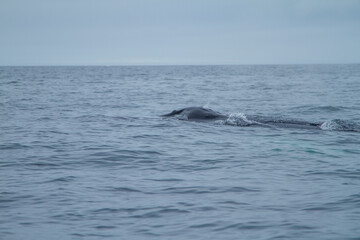 Gentle Whale in Arctic Waters