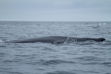 Fototapeta premium Majestic Humpback Whale in Ocean Waters