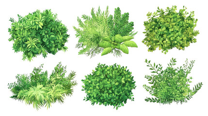 Collection of Lush Garden Bushes on a Transparent Background Generative AI