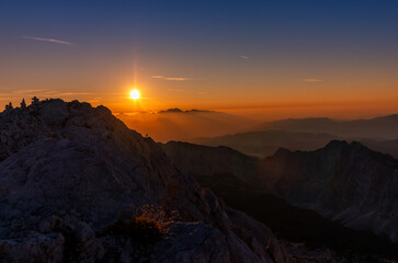 Chamois in the alps of slovenia during sunrise with golden warm light sun animal against the sun golden hour