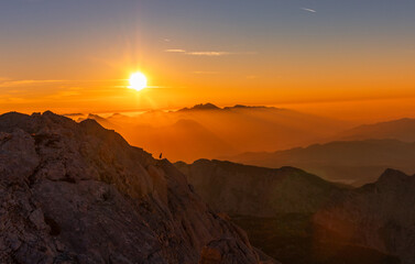 Chamois in the alps of slovenia during sunrise with golden warm light sun animal against the sun golden hour