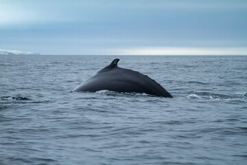 Fototapeta premium Humpback Whale in Arctic Waters