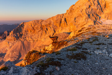 Fototapeta premium Chamois in the alps of slovenia during sunrise with golden warm light sun animal against the sun golden hour