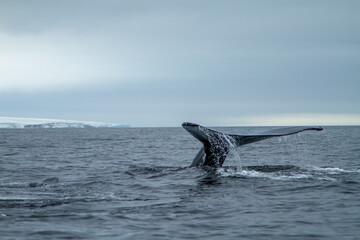Naklejka premium Whale Tail in Arctic Waters