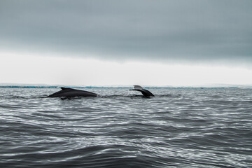 Fototapeta premium Humpback Whales in Arctic Waters