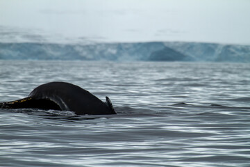 Fototapeta premium Humpback Whale in Arctic Waters