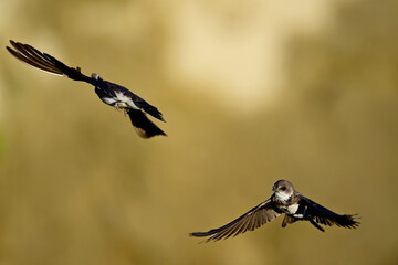 Uferschwalben // Sand martins (Riparia riparia)