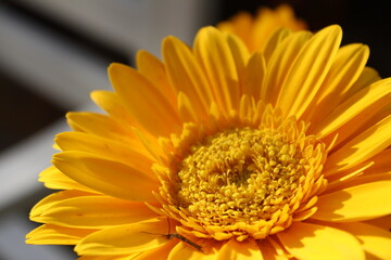 yellow gerber daisy