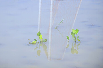 Paku Rawan trees grow in the mud area